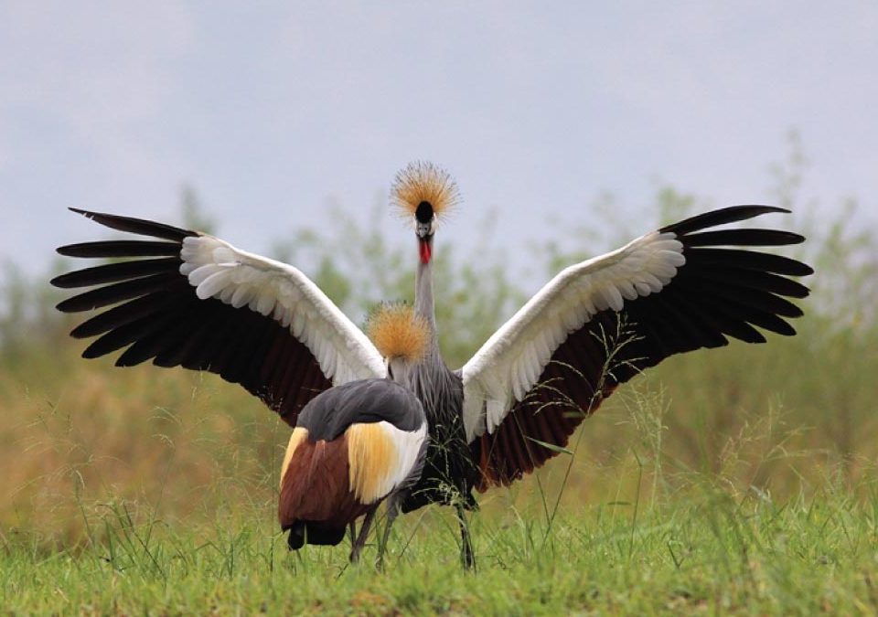 crowned crane uganda