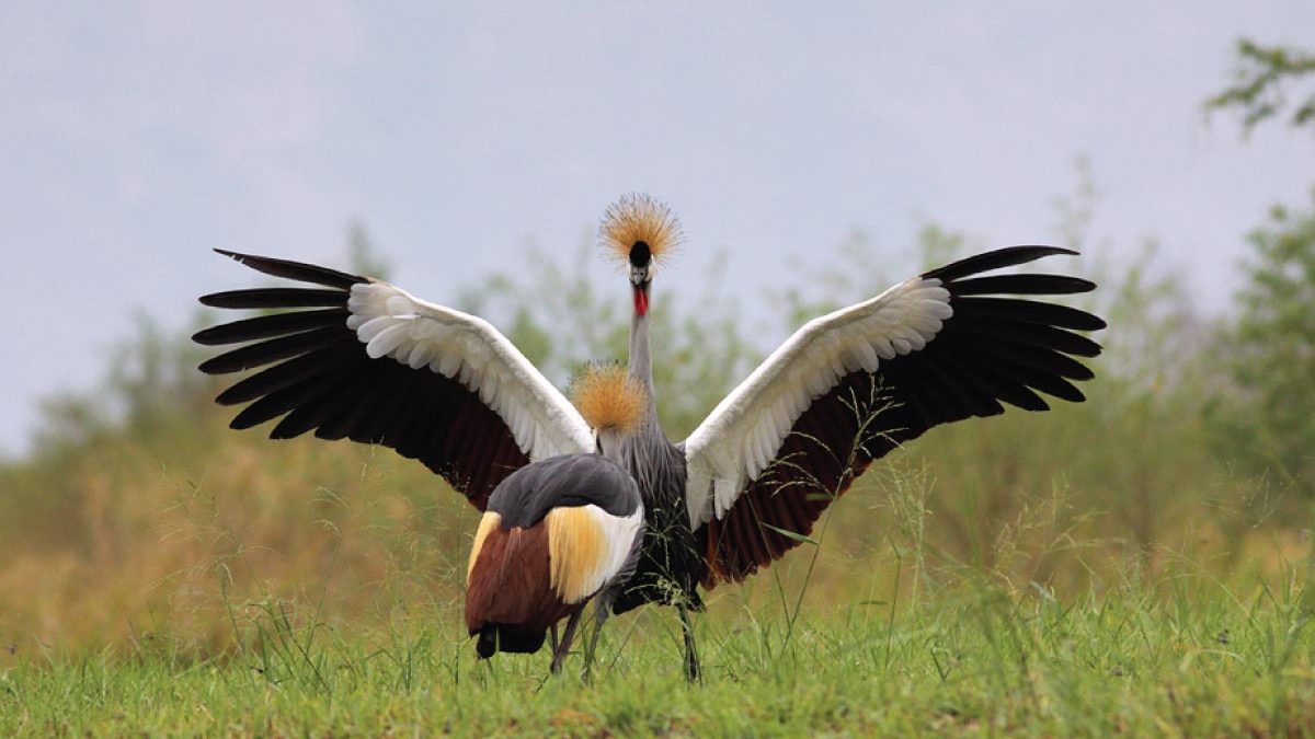 crowned crane uganda