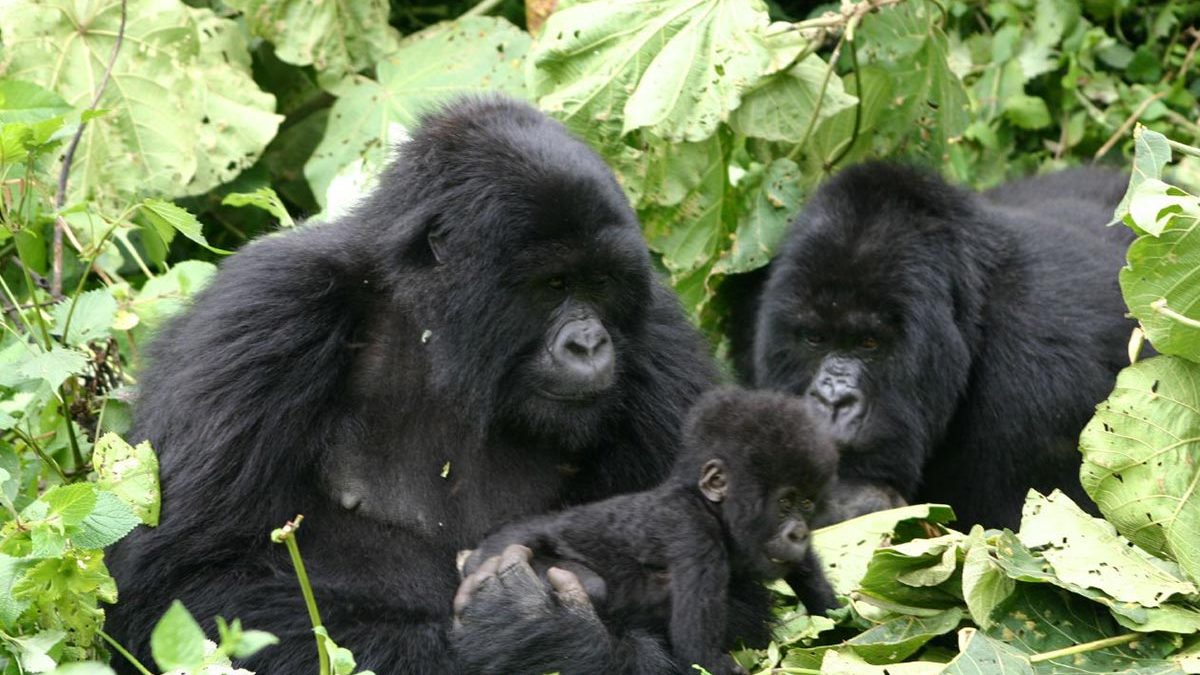 gorilla family