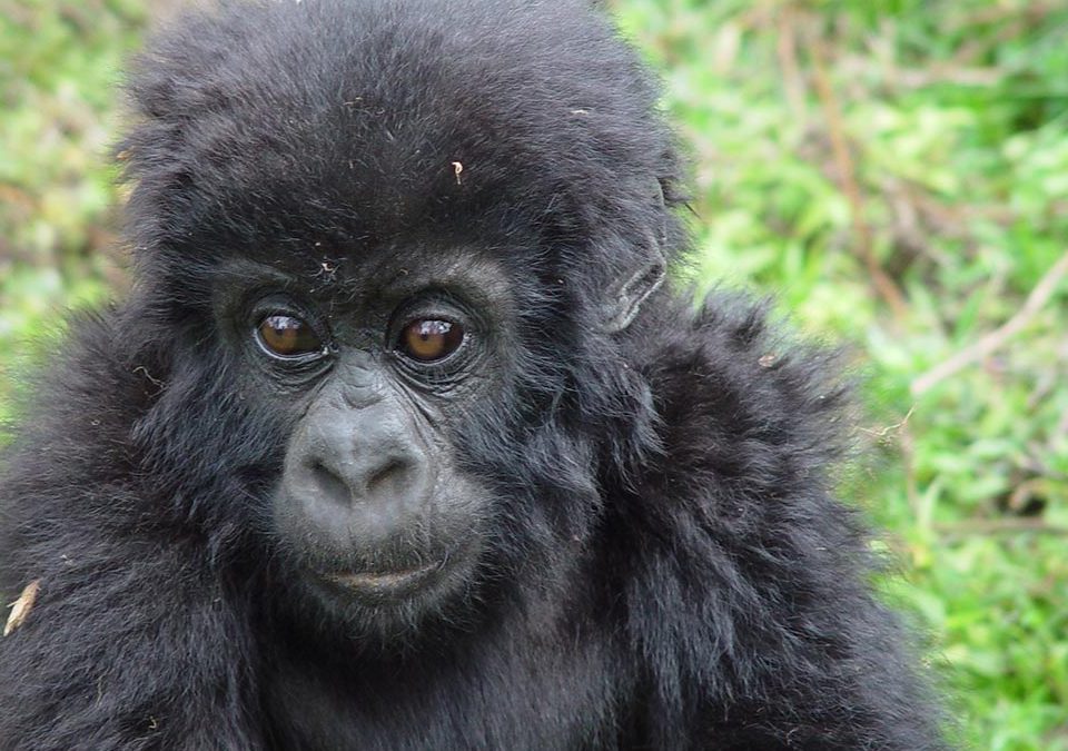 rwanda gorilla tracking