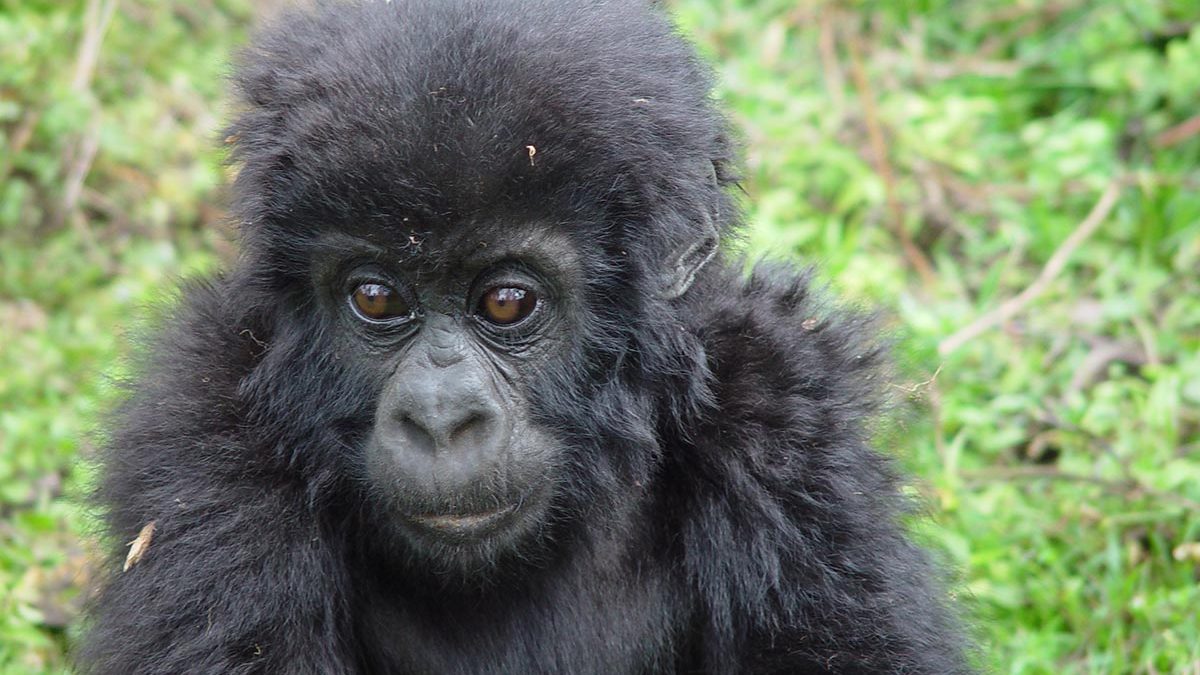 rwanda gorilla tracking