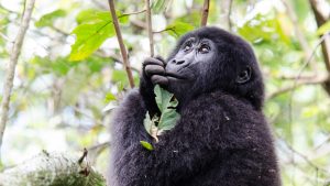 Bwindi Impenetrable Forest