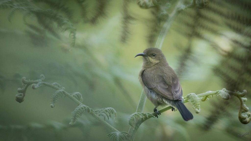 Lake Mburo Bird Watching