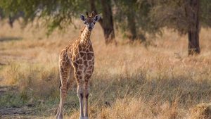 Murchison Falls National Park