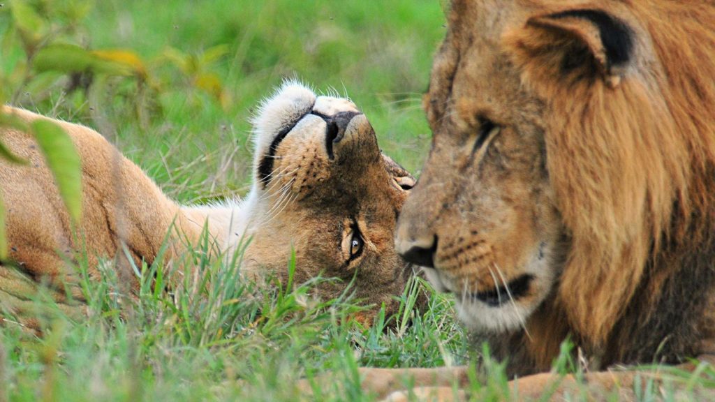 Murchison Falls Safari