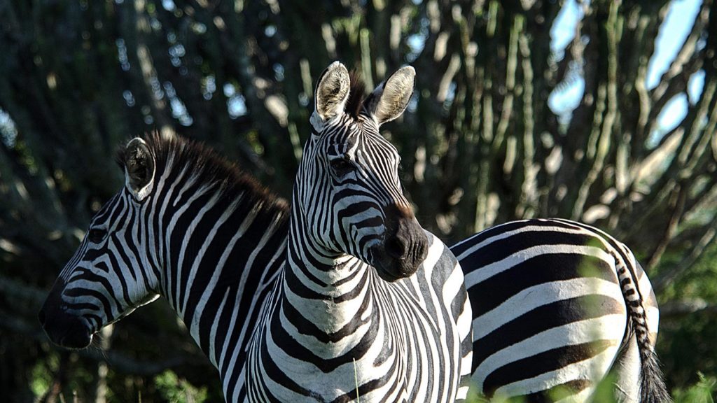 Lake Mburo National Park