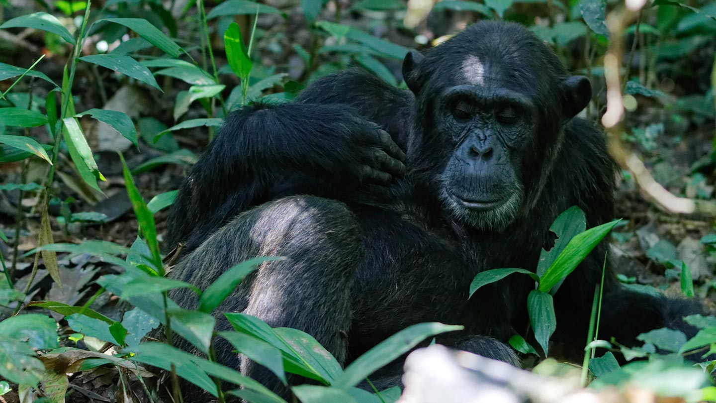 Chimpanzee Tracking