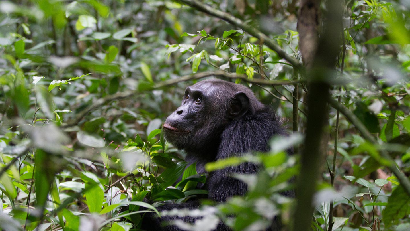 Chimpanzee Tracking