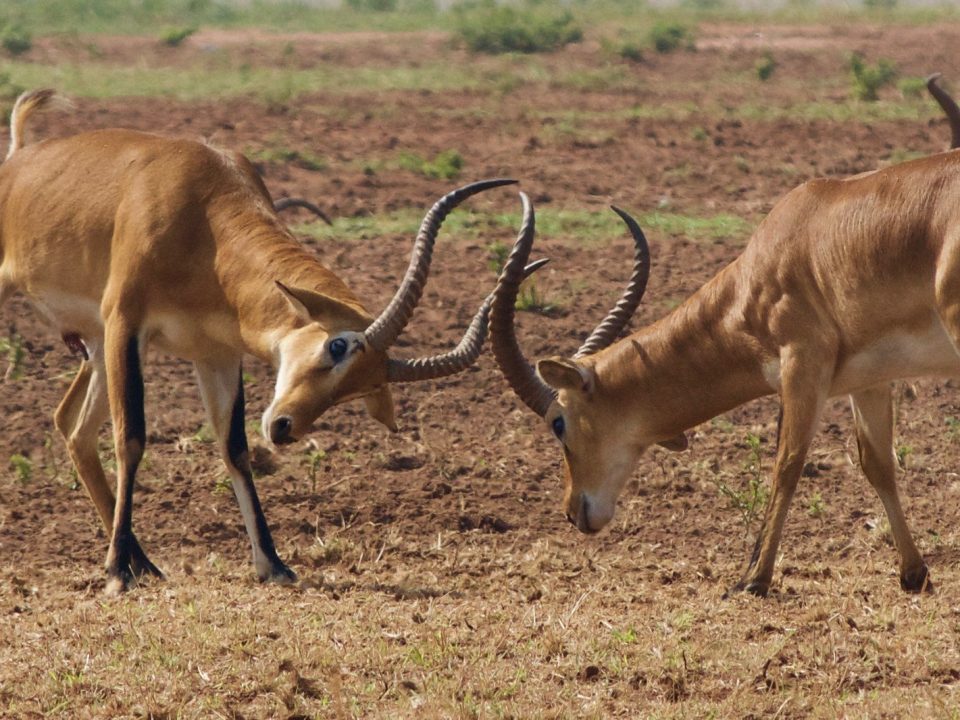 wildlife tours