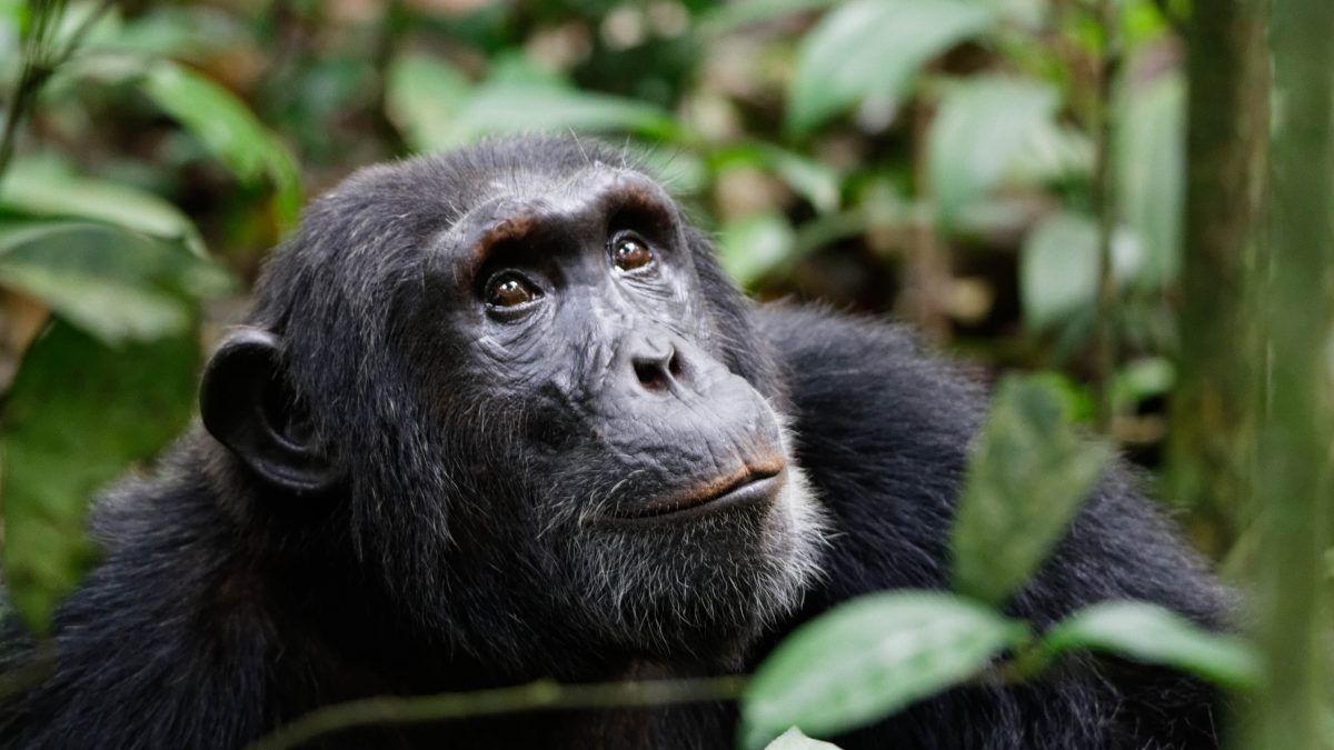 chimpanzee habituation