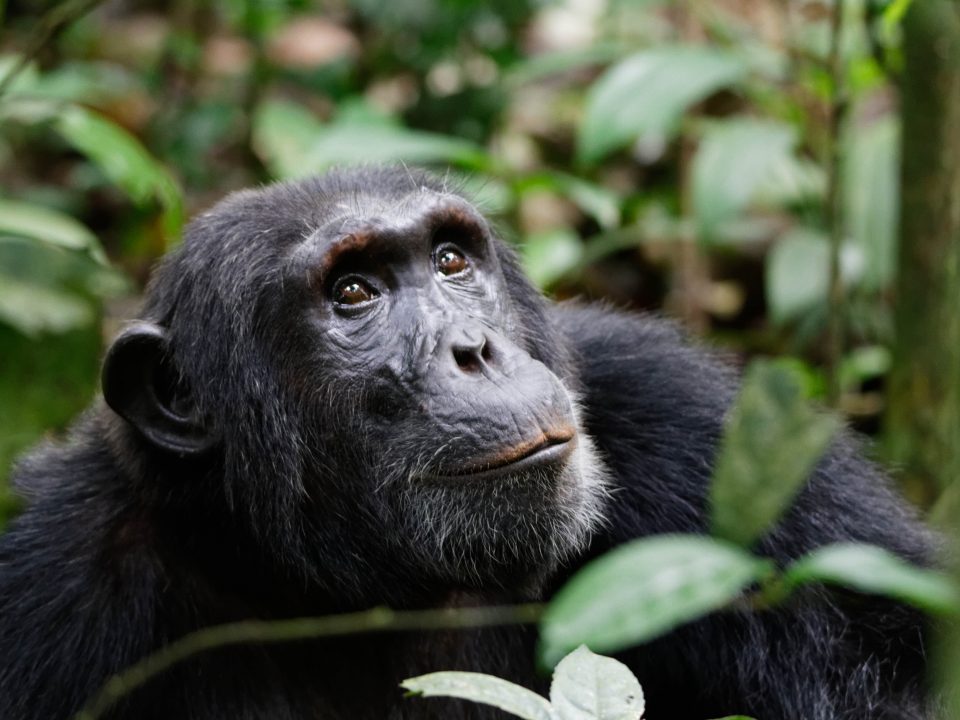 chimpanzee habituation