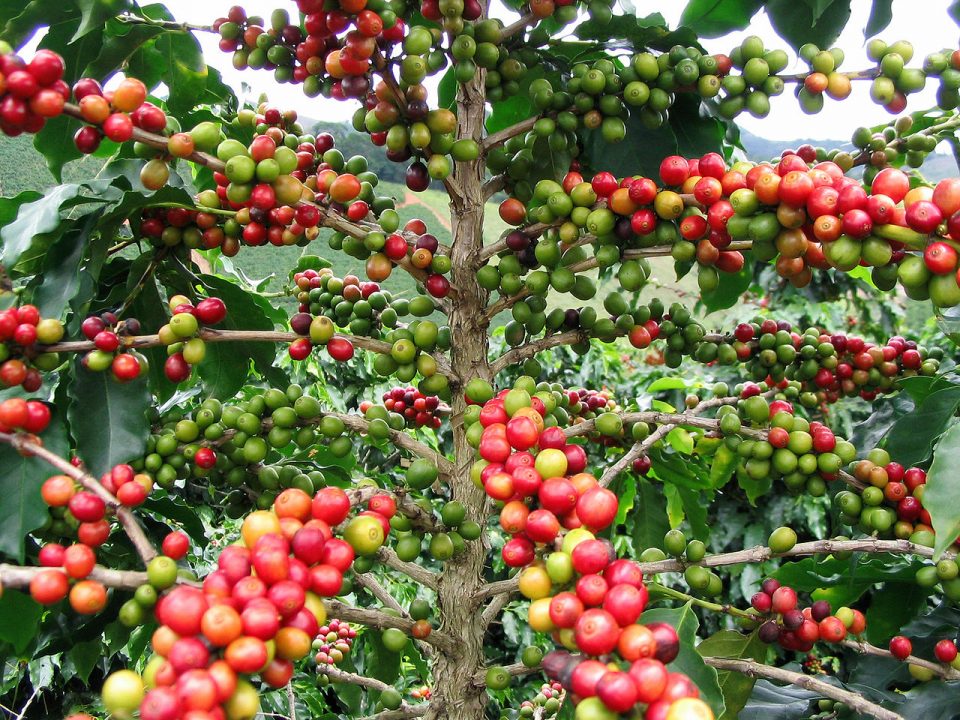 coffee-uganda