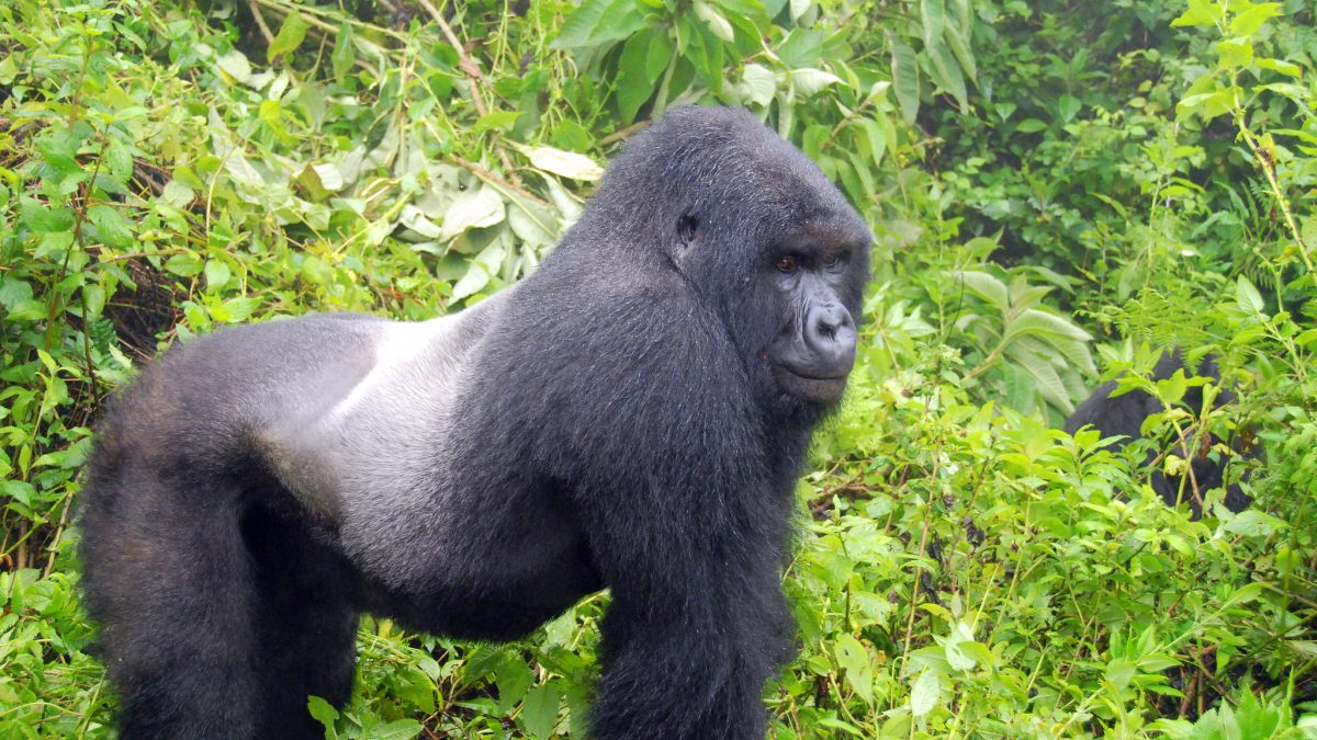 gorilla-habituation-uganda - Uganda Gorilla Habituation